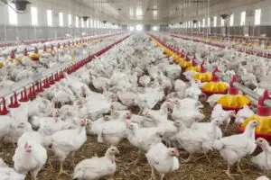 Avicola Crevedia a intrat în insolvență