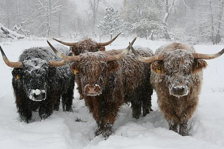 Cea mai nouă rasă de vaci de carne din România amenință supremația Angus FOTO