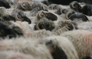 Şeful ANSVSA le recomandă fermierilor să facă exporturi de oi în Turcia
