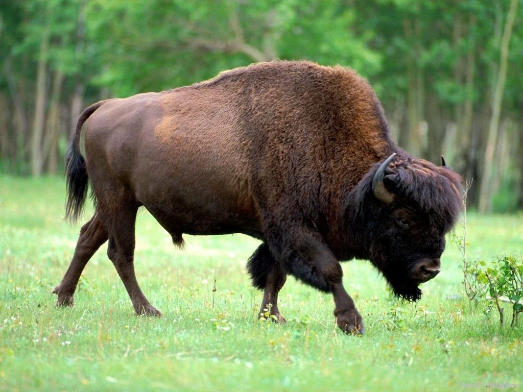 Cea mai mare fermă de bizoni din Europa se află într-o comună din Cluj