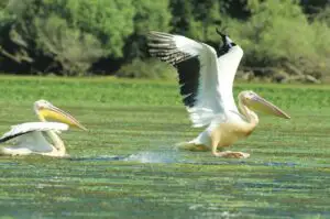 Europa se confruntă cu o scădere de 43% a efectivelor de păsări sălbatice