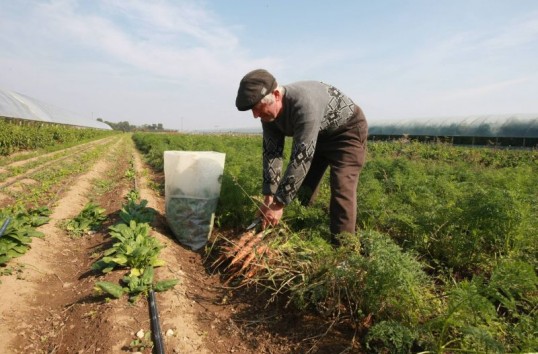 Caraş-Severin: Aproape 40% din terenul arabil a rămas neînsămânţat