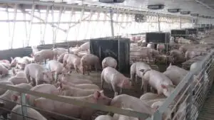 Peste un miliard de euro, exporturile României de produse alimentare şi animale vii, în primele luni ale anului