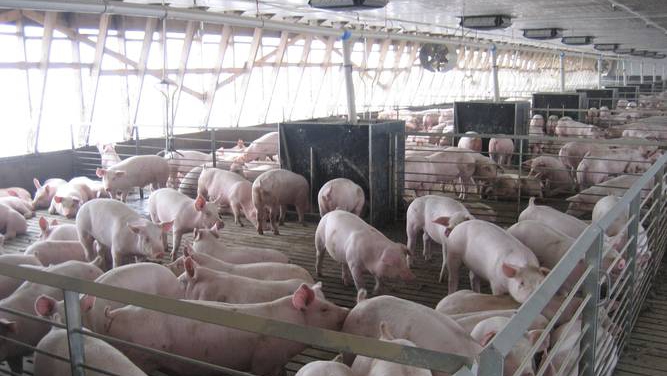 Românii consumă mai multă carne de porc şi de pasăre