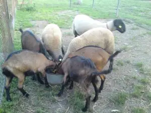INS: Producţia animală a scăzut în 2013, iar producţiile de lapte şi lână au crescut