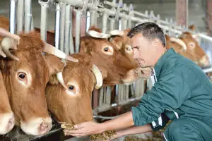 Zootehnia românească, coordonată de străini