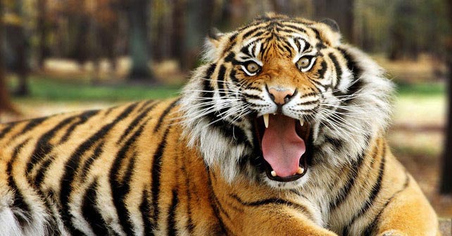 Blănurile de tigru, la mare preţuire în China