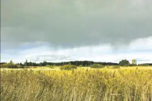 Ploile au stricat afacerile producătorilor de cereale