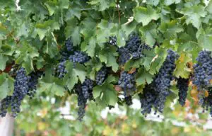 190 mil. euro în următorii patru ani, pentru producătorii din sectorul vitivinicol