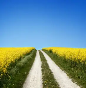 Agricultura ar putea ajuta economia mai mult decât au estimat iniţial economiştii ING