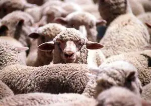 O nouă boală infecţioasă a animalelor: virusul „Schmalenberg”
