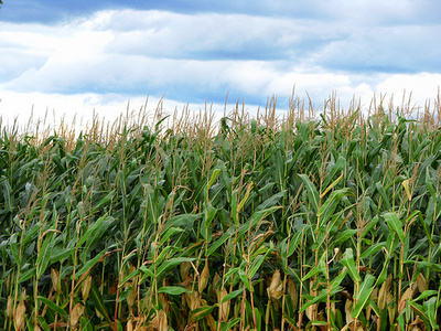 Preţurile cerealelor şi-au revenit uşor de la minimele ultimilor patru ani