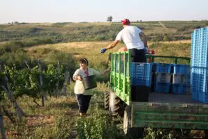 Avincis: ”Consumatorii sunt încă departe de a aprecia vinul bun”