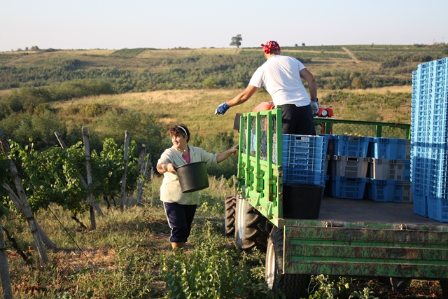 Cotnari SA estimează anul acesta o producţie de 1.500 vagoane cu vin