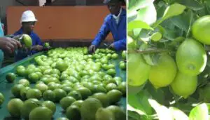 Cultivatorii de lămâi din Africa de Sud suspendă exporturile spre UE
