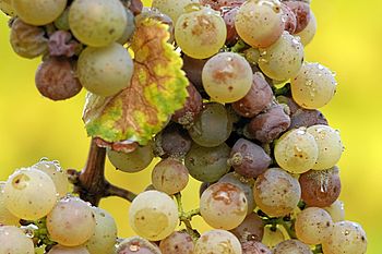 Vinul s-ar putea scumpi cu 20%. “Ar fi cea mai mare greşeală”, susţine un producător de vin