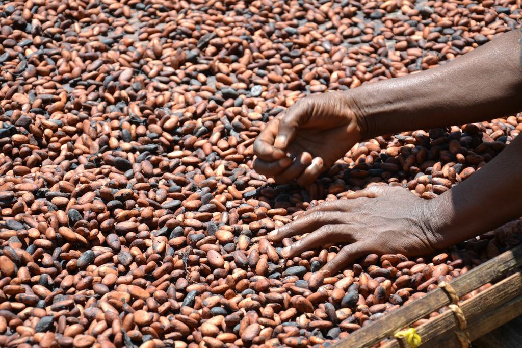 Preţurile la cacao au crescut din cauza recoltei slabe din Ghana