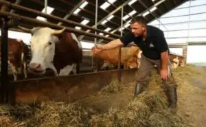 Fermierii ar putea fi păsuiţi pentru plata TVA