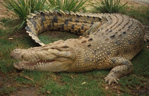 Rusia va importa carne de crocodil