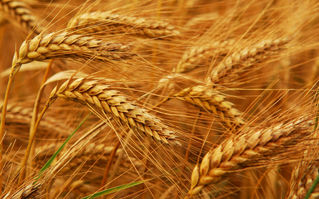 Canada şi-a redus estimările pentru recolta de grâu