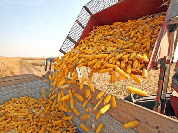 Grâul, soia și porumbul se scumpesc din cauza crizei din Ucraina și a întârzierilor la recoltat în SUA