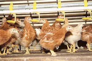 Embargoul rusesc taie aripile producătorilor din sectorul avicol