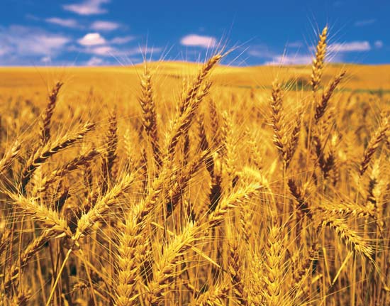 Federaţia Producătorilor Agricoli: Peste 6% din producţia de grâu din acest an a fost mâncată de şoareci. Pagubele se ridică la 40 milioane de euro