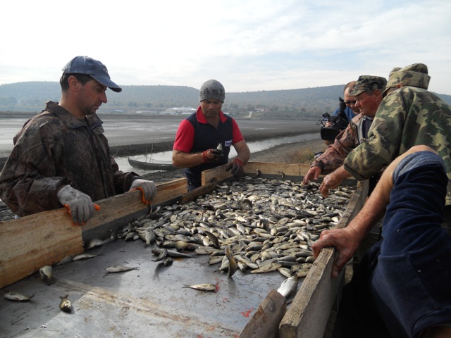 Afacerile cu peşte românesc, pe cale de dispariţie