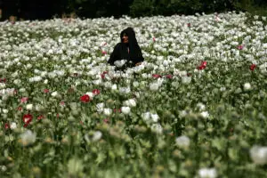 Țara cu cea mai mare producție de opium. Un nou record