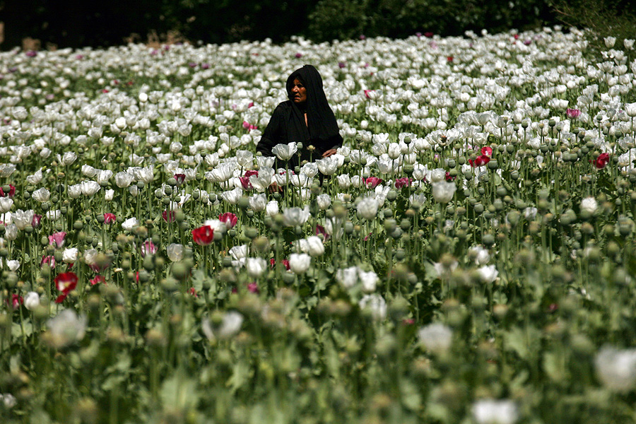 Țara cu cea mai mare producție de opium. Un nou record