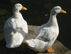 Idee de BUSINESS: Creșterea rațelor Pekin măcăne a profit