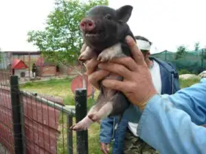 Porcii trebuie obligatoriu căutaţi de trichineloză