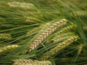 Cum va arăta agricultura în 2015