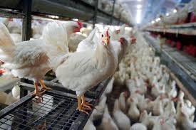 94.000 de ouă confiscate şi amenzi de 16.500 de lei, în urma unor controale la o fermă avicolă