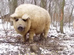 O rasă de porci uitată de români recucerește Transilvania