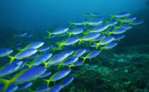 Viaţa în oceane se confruntă cu o extincţie în masă