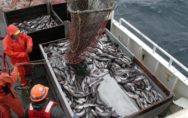 Agenţia Naţională pentru Pescuit şi Acvacultură va plăti peste două milioane lei pentru servicii de cercetare
