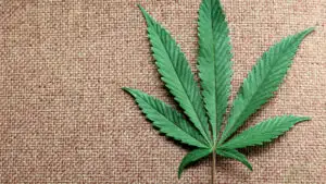 Consumul de marijuana este LEGAL