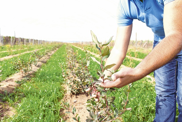 Agricultura ecologică prinde rădăcini și la noi
