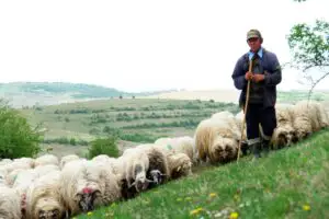 Subvenţii de peste 270 de milioane de lei pentru oi şi capre