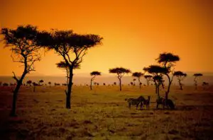 28.000 euro pentru o lună în Africa. O agenție de turism a făcut afaceri de 5,3 mil. euro cu vacanțe de lux