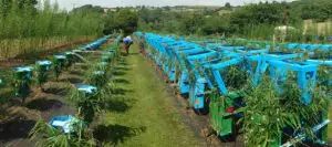 Cum arată mobila crescută în grădină