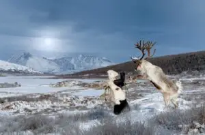 Fotografii impresionante din viața unui trib mongol