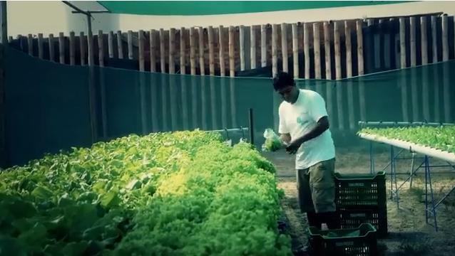 Panourile outdoor, folosite pentru a produce apă, aer şi legume VIDEO