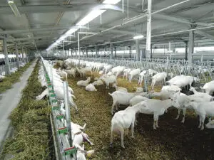 Câte animale au fost sacrificate în luna aprilie