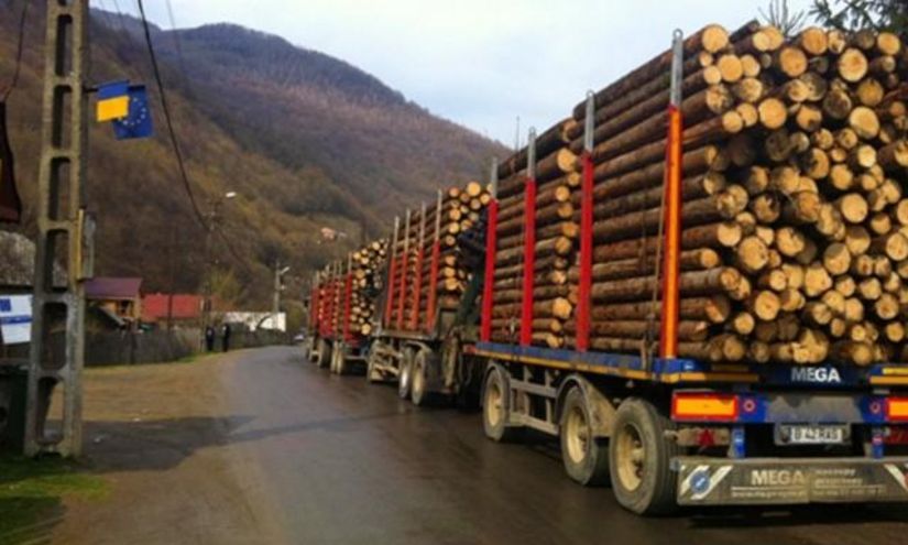 Proiect de lege: Exportul de buşteni, cherestea şi lemne de foc, interzis timp de 5 ani