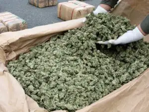 Cât costă marijuana