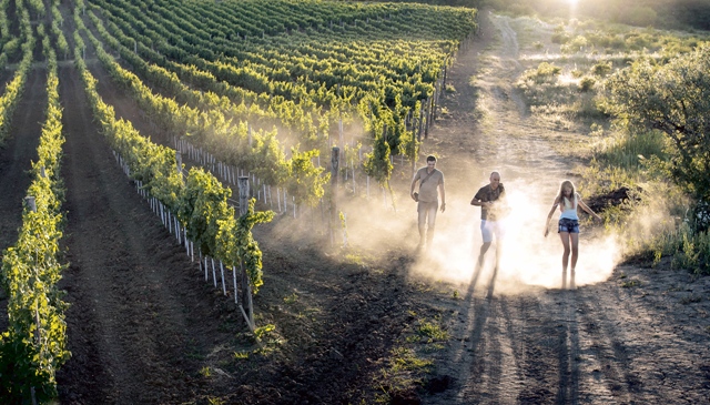 Producătorii mizează pe calitatea vinurilor