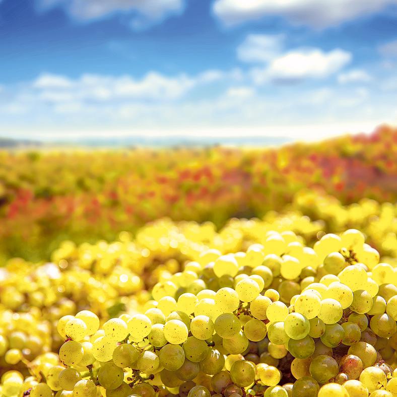 Chardonnay, regele vinurilor albe