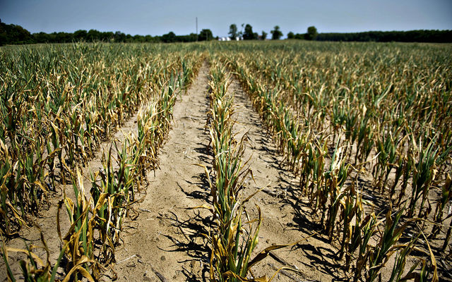 Vor primi agricultorii despăgubiri pentru secetă?